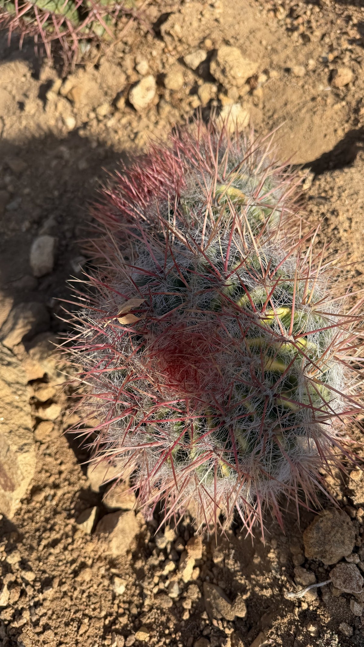 Top view of a two head Red Barrel Cactus cluster with pink red spines and silver hair