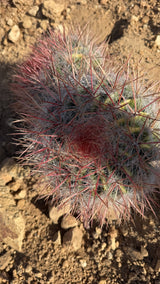 Two head Red Barrel Cactus cluster showing dense silver white hair over the body