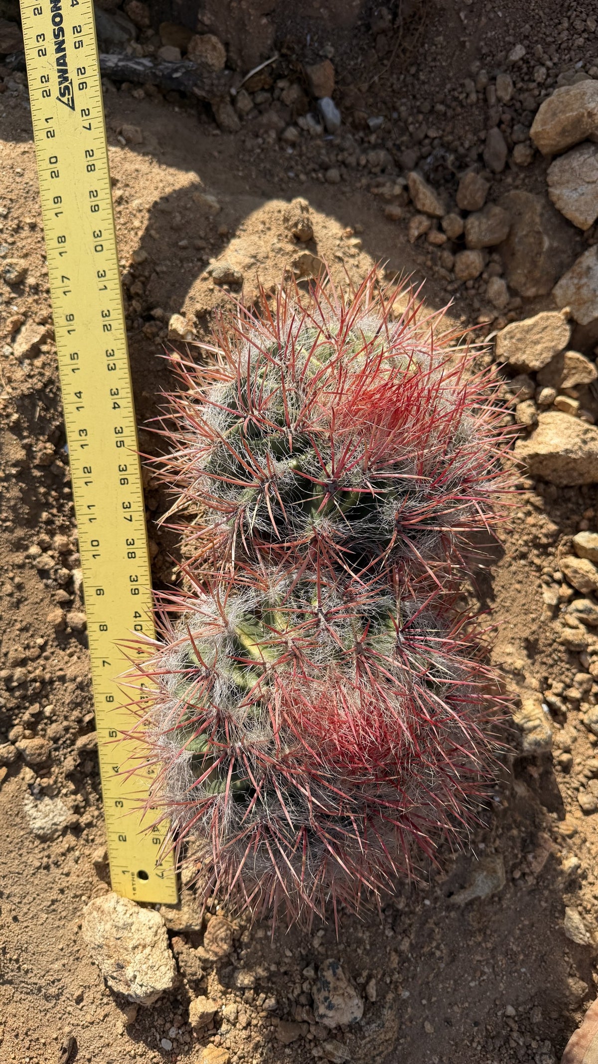 One of a kind Red Barrel Cactus Ferocactus three head cluster measured at about 14 inches with a yardstick at Cactus Warehouse