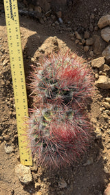 One of a kind Red Barrel Cactus Ferocactus three head cluster measured at about 14 inches with a yardstick at Cactus Warehouse