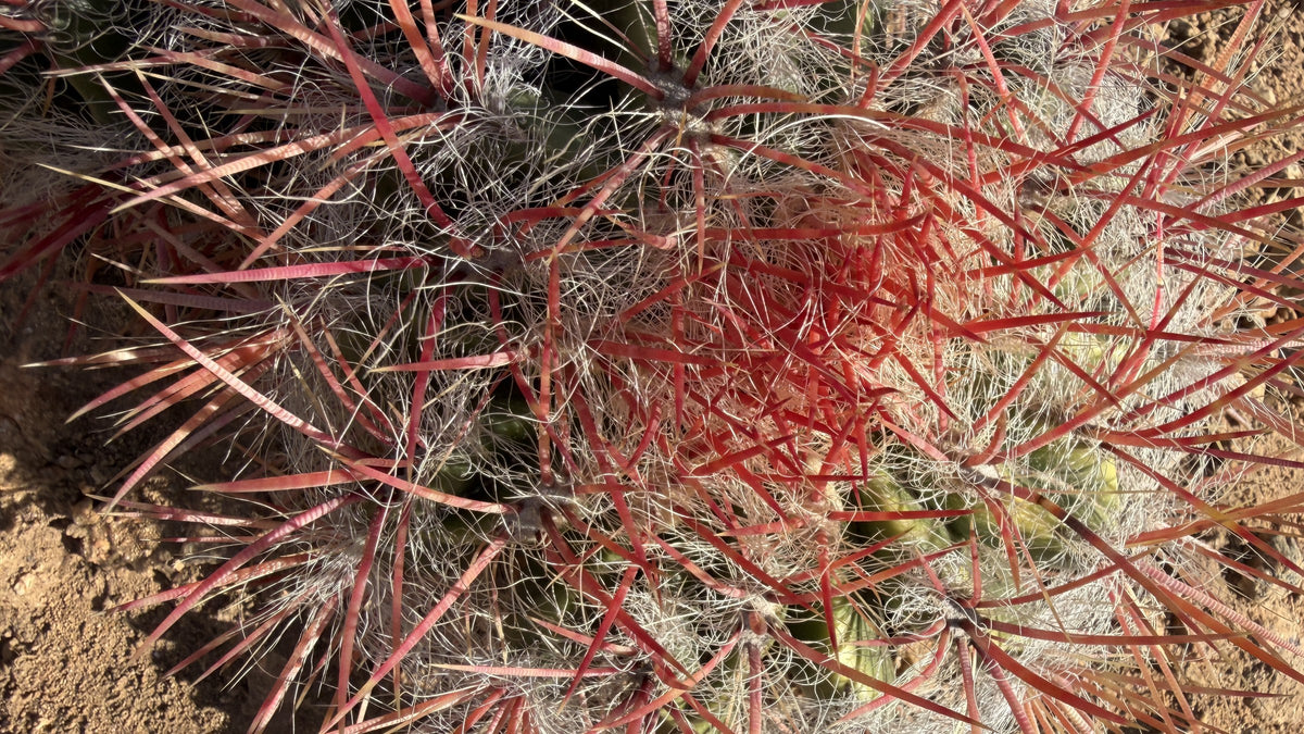 Close view of blood red Ferocactus spines and fine white radial hair