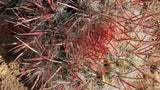 Close view of blood red Ferocactus spines and fine white radial hair