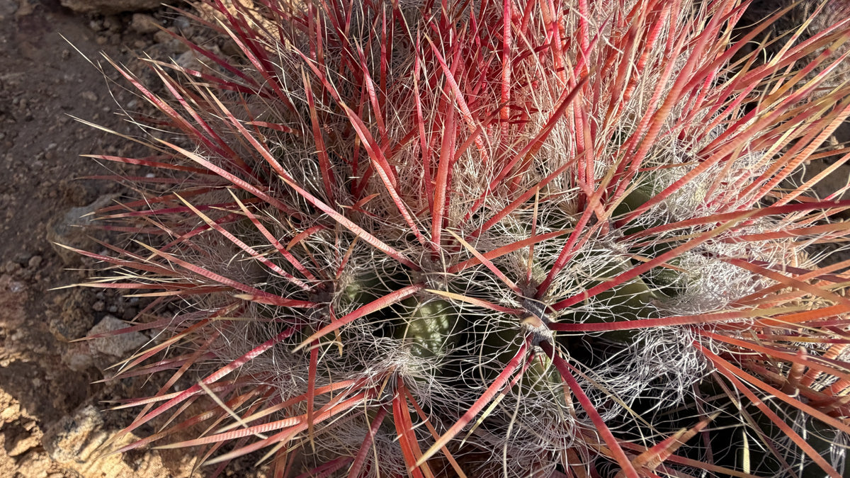 Red Barrel Cactus crown with deep red new spines backlit by the sun