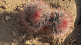 Top view of a three head Red Barrel Cactus cluster with red spines and white hair