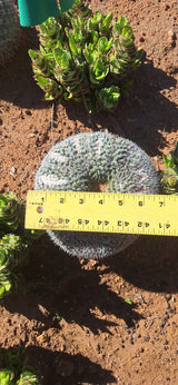 Owl Eye Cactus ring measured at about 6.5 inches across