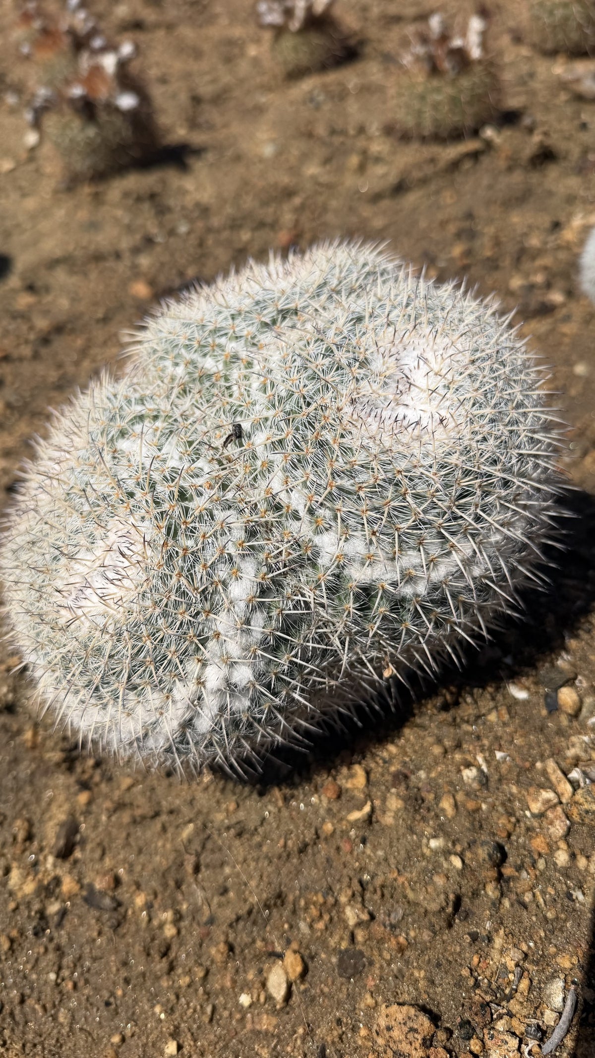 One of a kind Owl Eye Cactus Mammillaria parkinsonii four head cluster 7 inches across at Cactus Warehouse