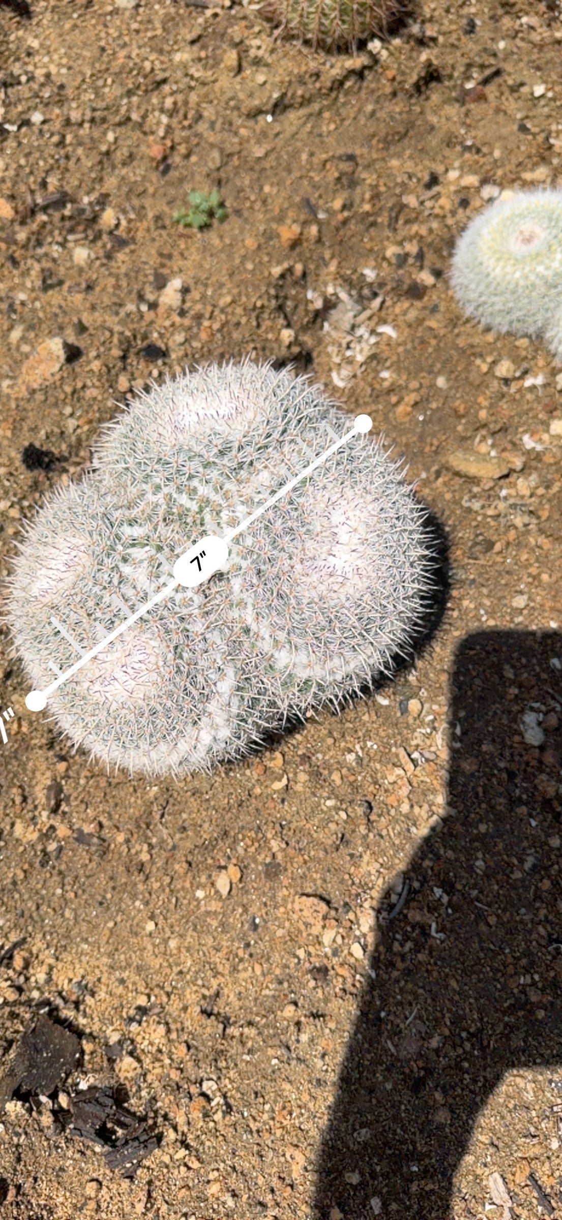 Owl Eye Cactus cluster measured at 7 inches across