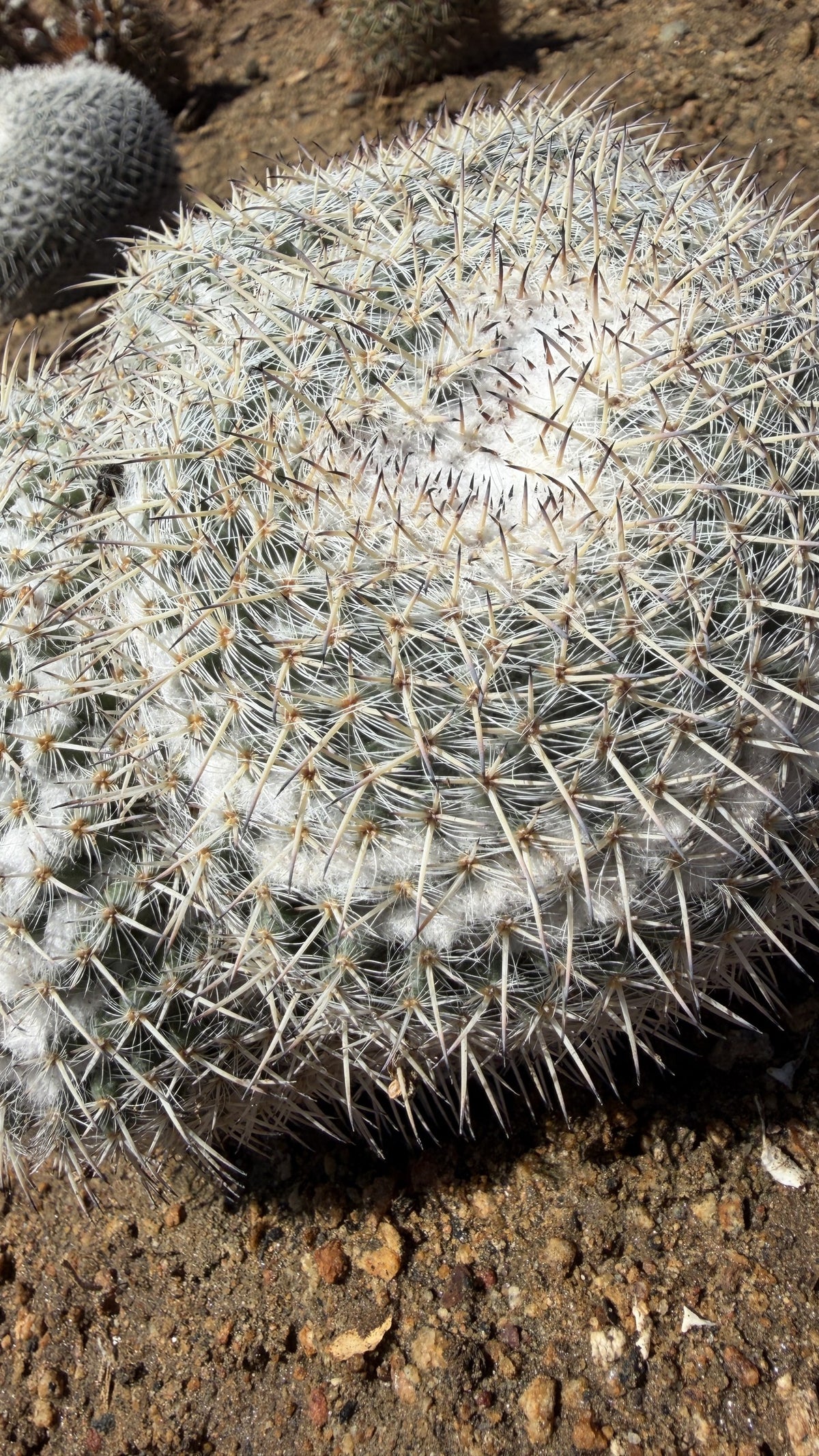 Close view of Mammillaria parkinsonii white radial spines, tan central spines and white wool