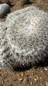Close view of Mammillaria parkinsonii white radial spines, tan central spines and white wool