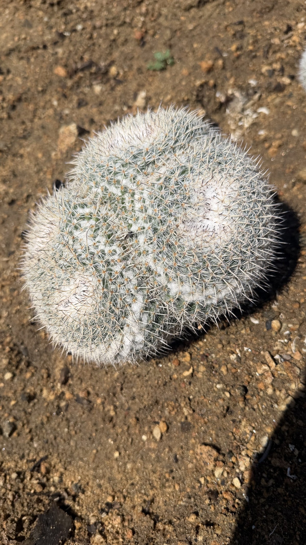 Top view of a four head Owl Eye Cactus cluster showing white woolly crowns