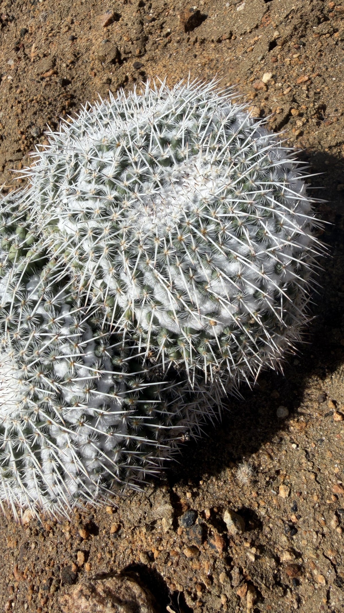 Owl Eye Cactus crown with dense white wool and white spines