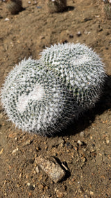 One of a kind Owl Eye Cactus Mammillaria parkinsonii two head cluster 8 inches across at Cactus Warehouse