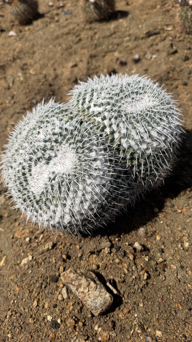 One of a kind Owl Eye Cactus Mammillaria parkinsonii two head cluster 8 inches across at Cactus Warehouse