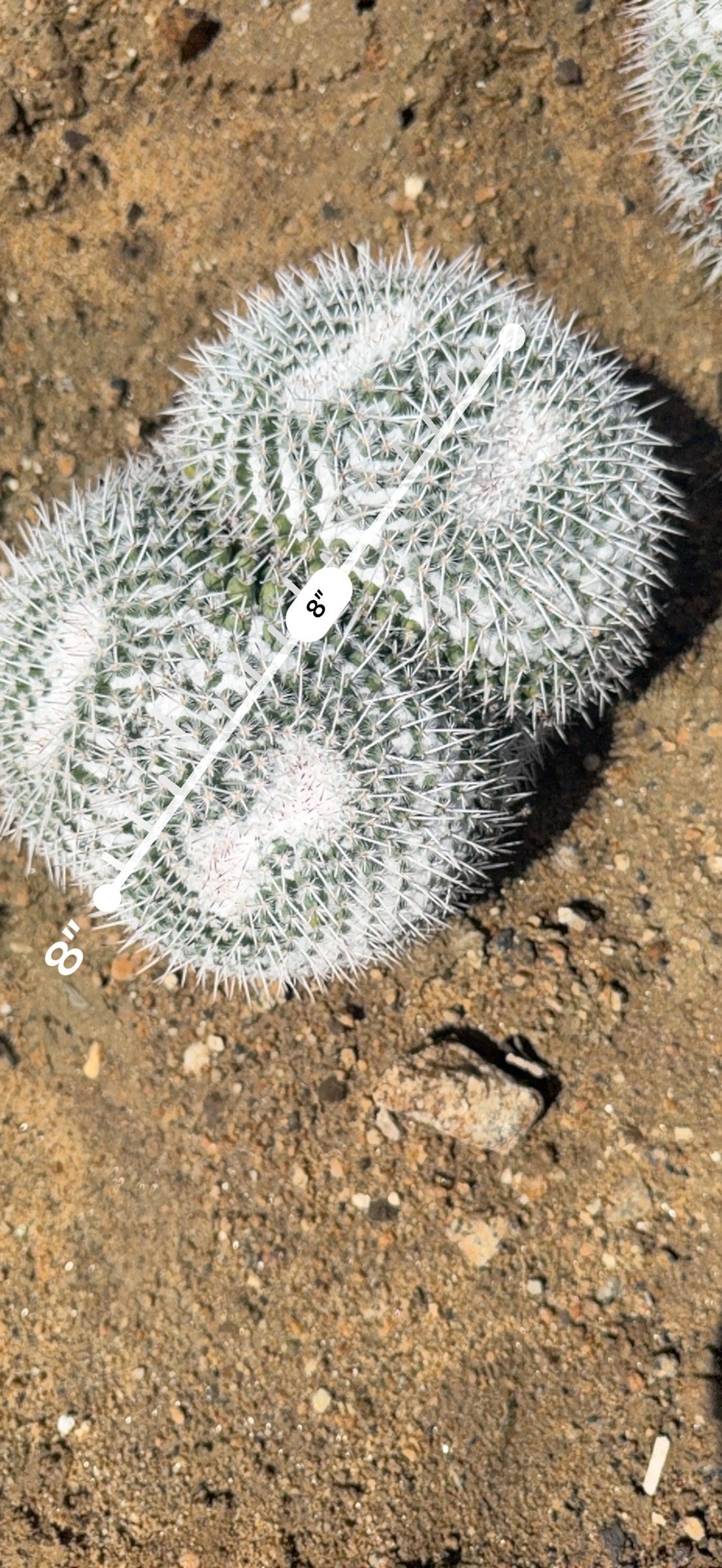 Owl Eye Cactus two head cluster measured at 8 inches across