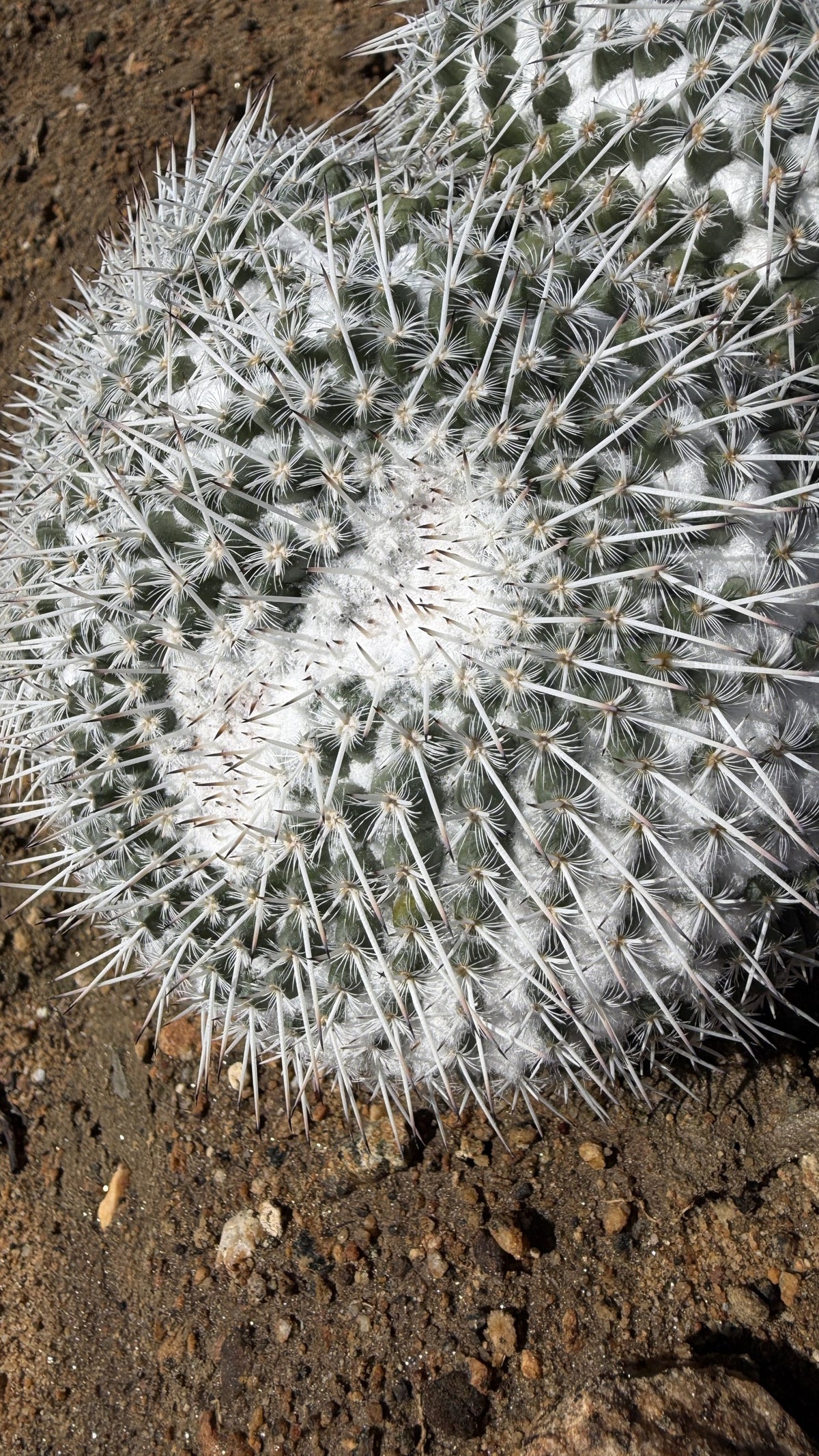 Close view of Mammillaria parkinsonii white spines with dark tips and woolly axils