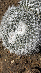 Close view of Mammillaria parkinsonii white spines with dark tips and woolly axils