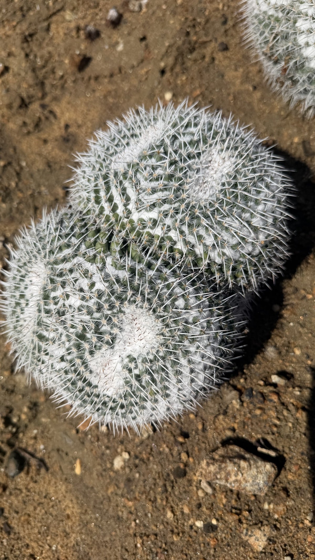 Top view of a two head Owl Eye Cactus showing both crowns starting to divide