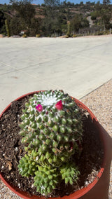Top down view of the Mammillaria polythele Toluca white woolly crown with magenta flowers