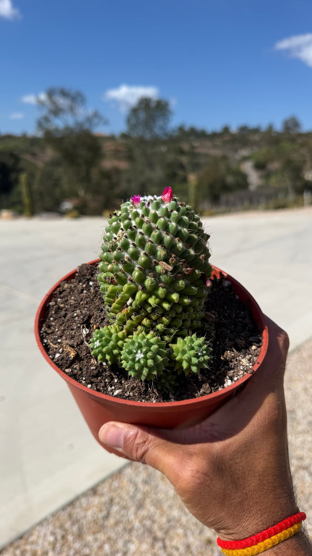 One of a kind Toluca Mammillaria polythele in bloom with magenta flowers and three pups in a 4 inch pot at Cactus Warehouse