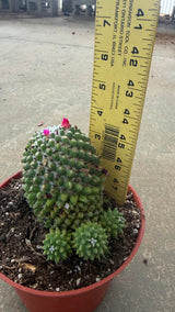 Toluca Mammillaria main head measured at about 3.5 inches tall