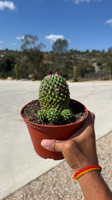 Toluca Mammillaria side view showing the near spineless green tubercles and pups at the base
