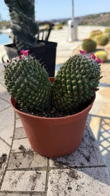 Mammillaria clump side view showing the tan corky scarring near the soil line