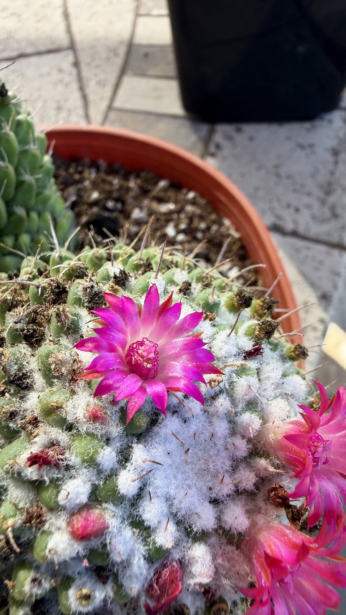 Close view of the Toluca Mammillaria crown with white wool and a magenta flower