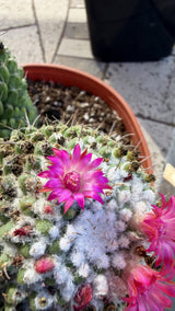 Close view of the Toluca Mammillaria crown with white wool and a magenta flower
