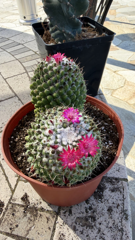 One of a kind two head Toluca Mammillaria polythele clump in bloom with magenta flowers at Cactus Warehouse