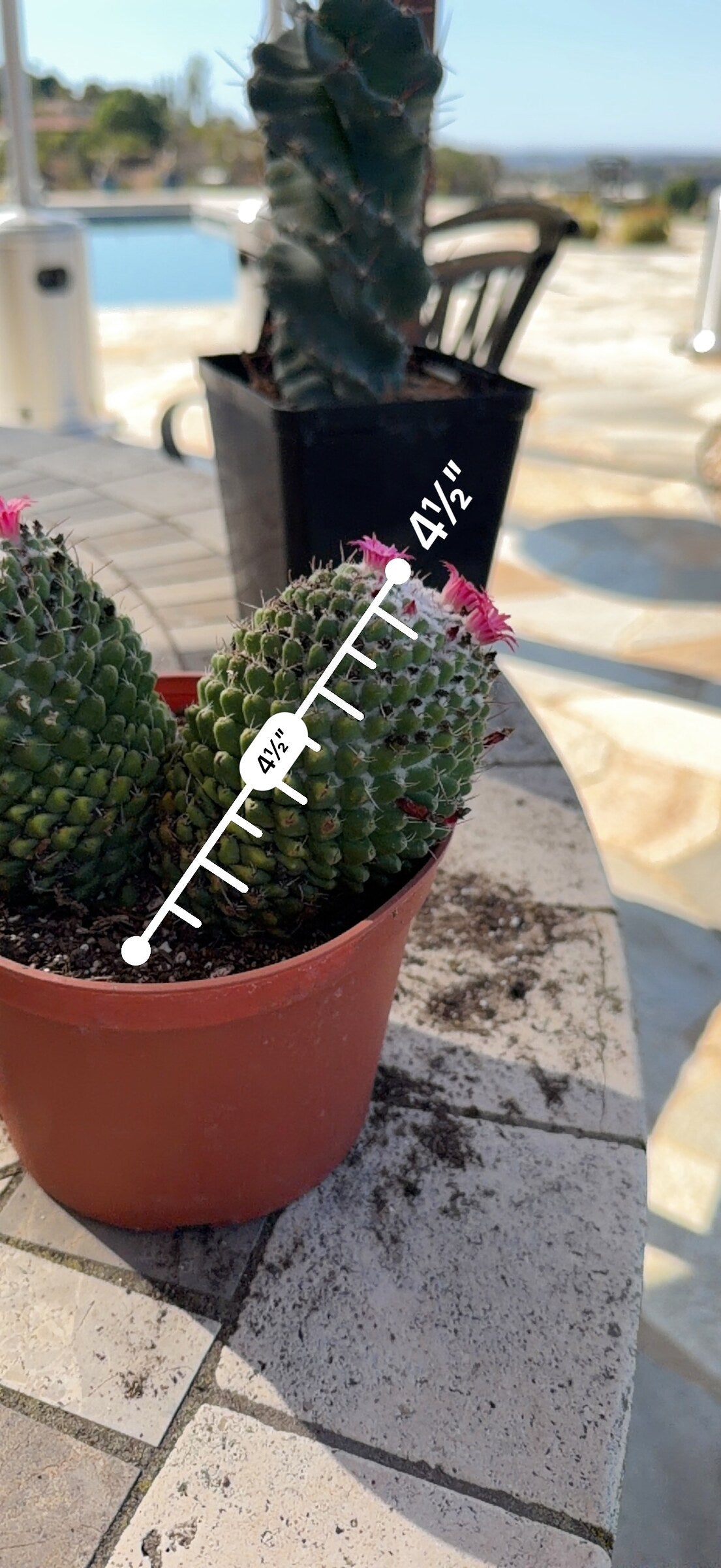 Mammillaria head measured at 4.5 inches tall