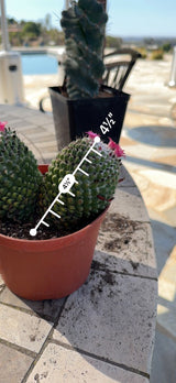 Mammillaria head measured at 4.5 inches tall