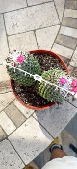 Mammillaria two head clump measured at 6.5 inches across
