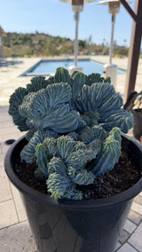 Crested Blue Myrtle cactus in its nursery pot, side view