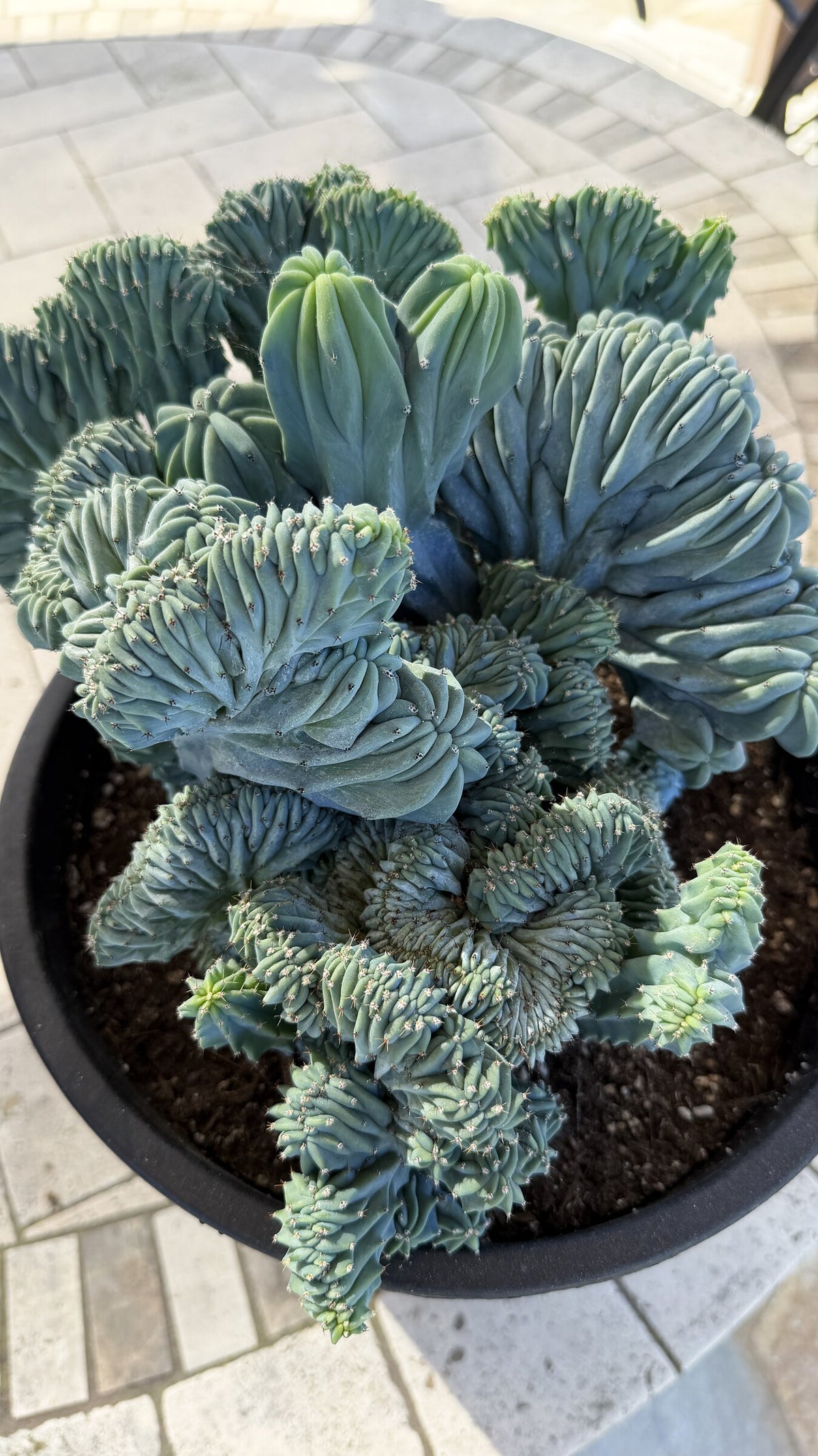 Top down view of the Myrtillocactus geometrizans crest folds