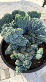 Top down view of the Myrtillocactus geometrizans crest folds