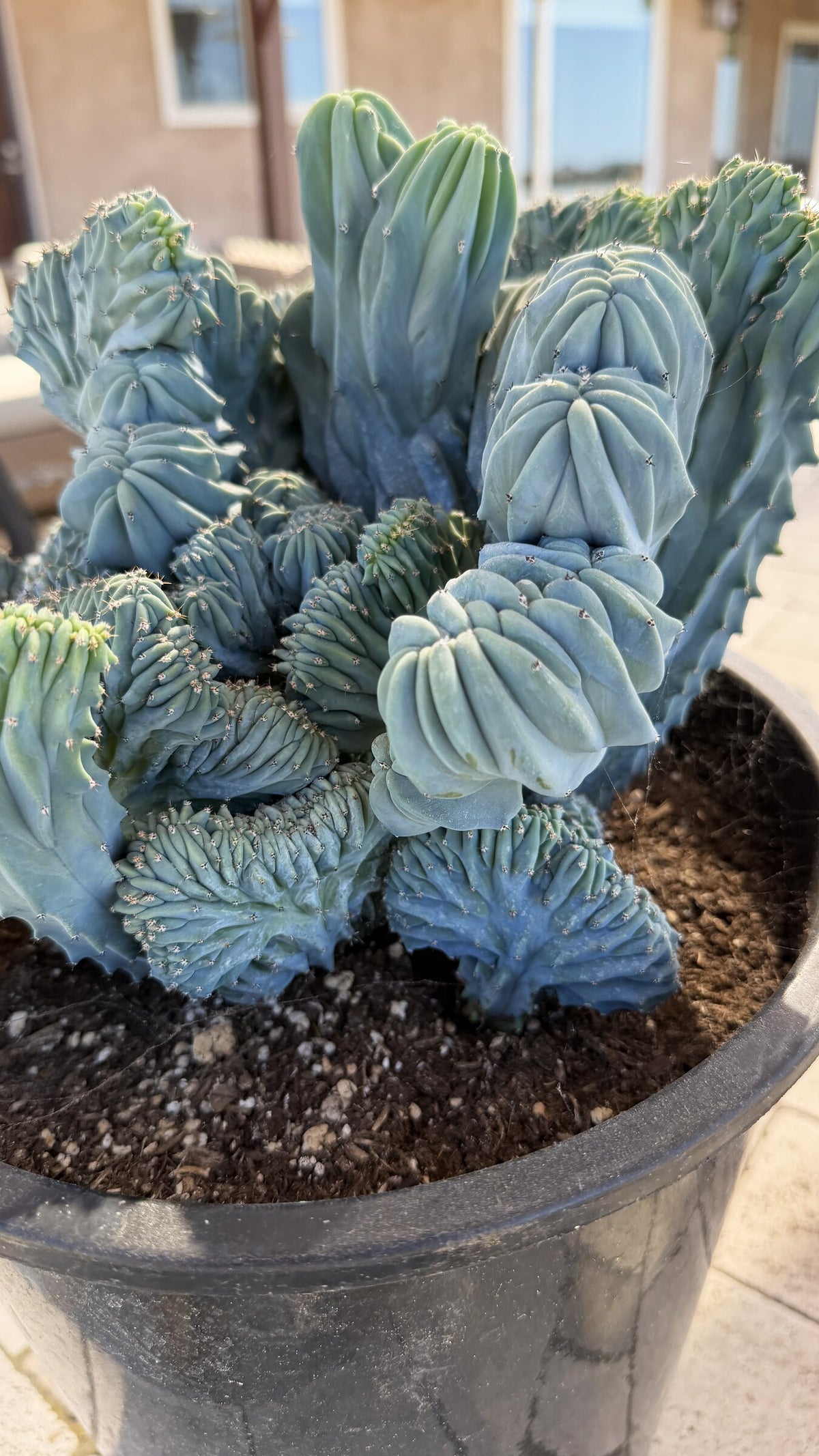 One of a kind crested Blue Myrtle cactus Myrtillocactus geometrizans cristata 14.5 inch wide mound at Cactus Warehouse