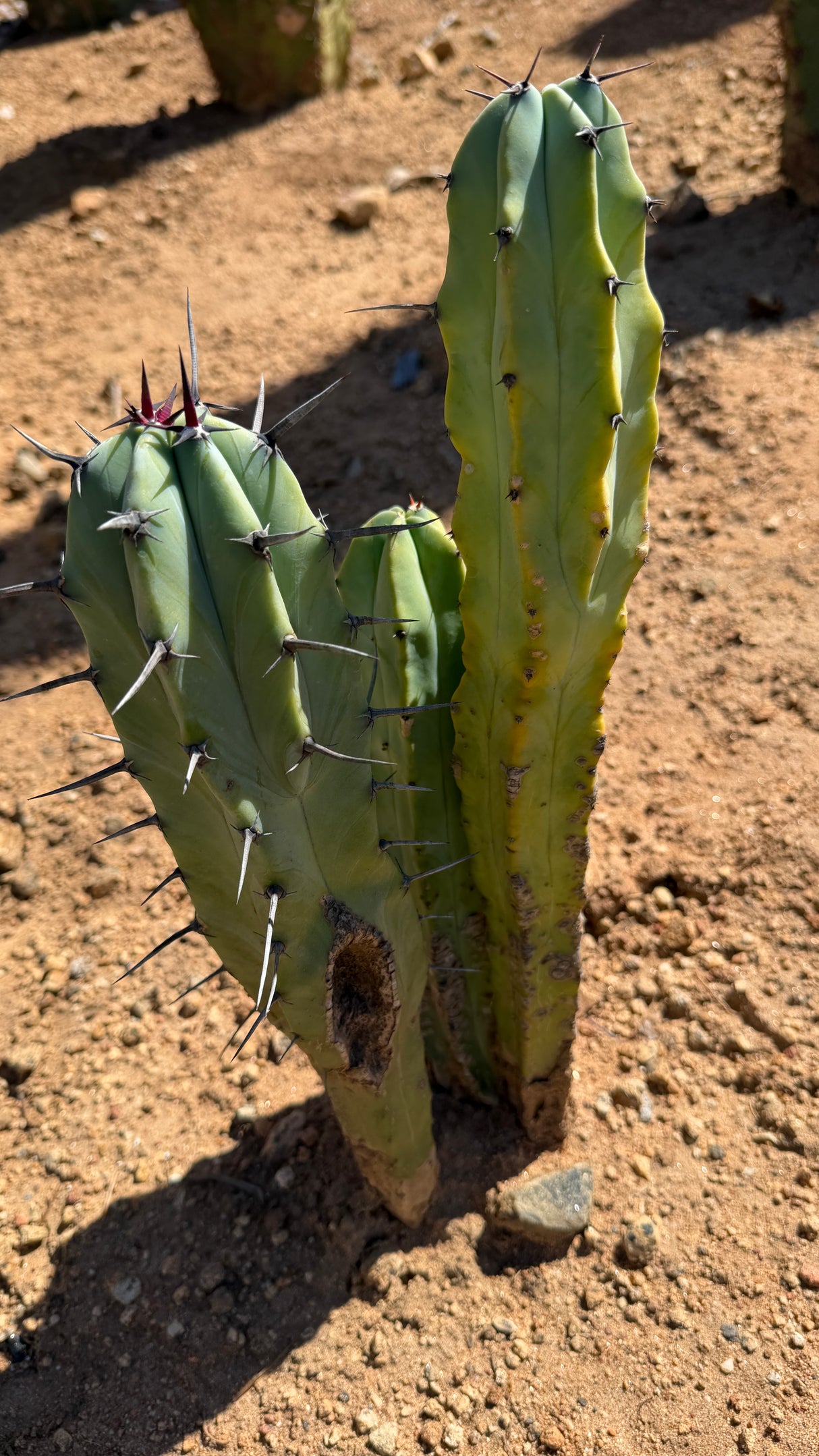 One of a kind three stem Myrtillocactus geometrizans Blue Candle Cactus at Cactus Warehouse