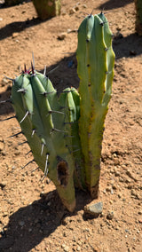 One of a kind three stem Myrtillocactus geometrizans Blue Candle Cactus at Cactus Warehouse