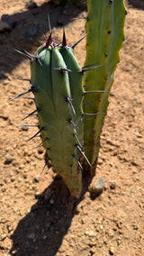 Three stem Blue Candle Cactus Myrtillocactus geometrizans with blue-green stems, long dark juvenile spines and a healed scar