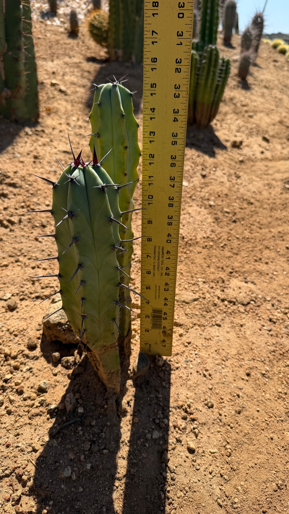 Three stem Myrtillocactus geometrizans measured at about 15 inches tall with a yardstick