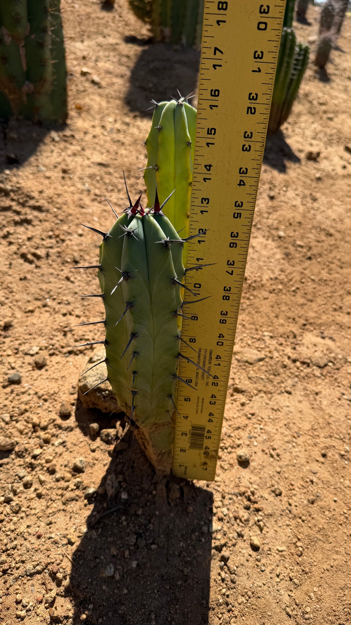 Myrtillocactus geometrizans Blue Candle specimen beside a yardstick showing the stems