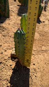 Myrtillocactus geometrizans Blue Candle specimen beside a yardstick showing the stems