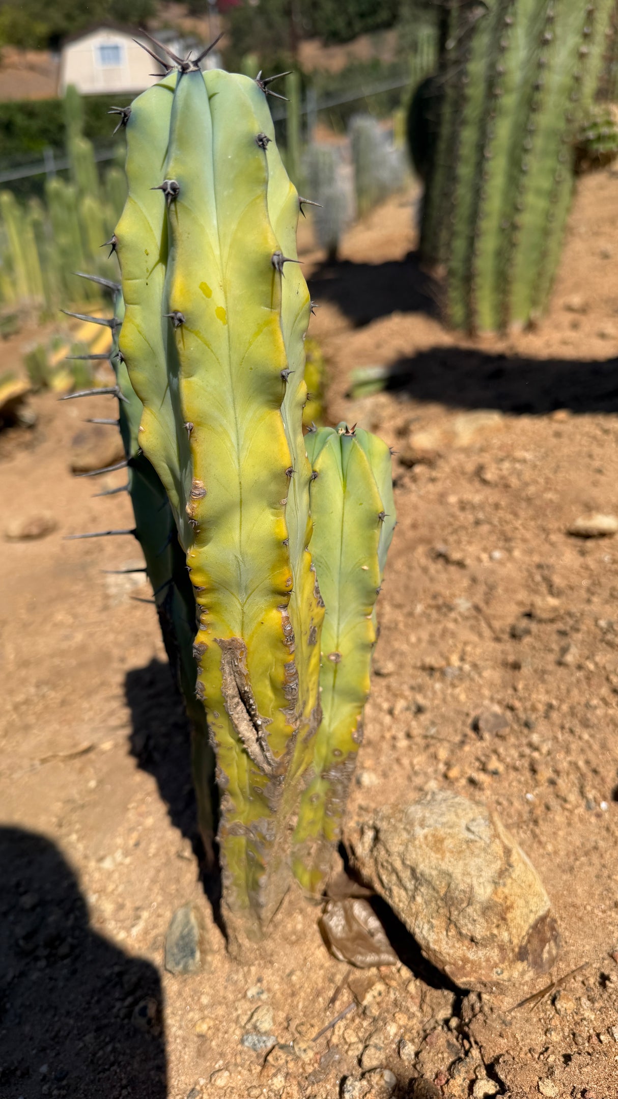 Back view of the three stem Blue Candle Cactus Myrtillocactus geometrizans showing sun bronzing