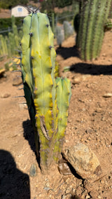 Back view of the three stem Blue Candle Cactus Myrtillocactus geometrizans showing sun bronzing