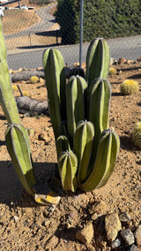 Mexican Fence Post clump with tall columns and pups at the base