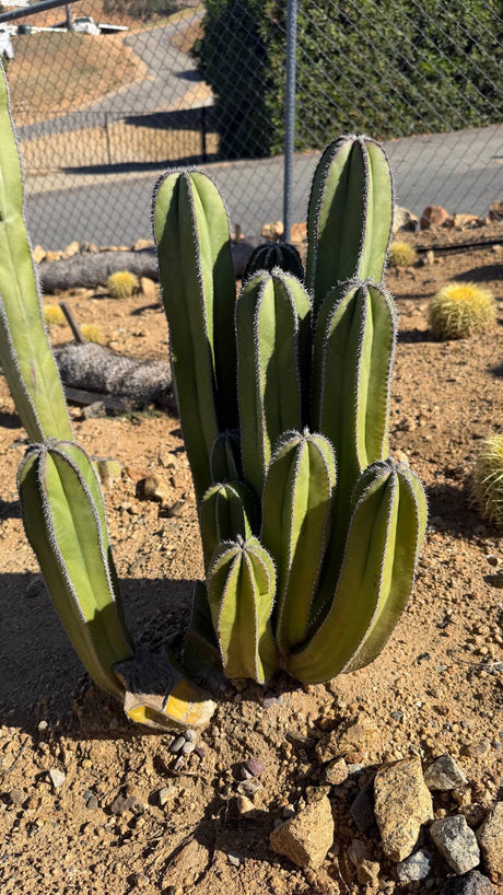 Mexican Fence Post clump with tall columns and pups at the base