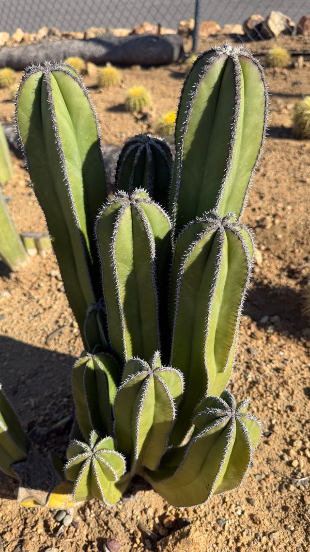 One of a kind Mexican Fence Post cactus clump Pachycereus marginatus about 23 inches tall with a dozen stems in the field at Cactus Warehouse