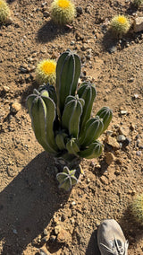 Top down view of the Mexican Fence Post clump showing every stem