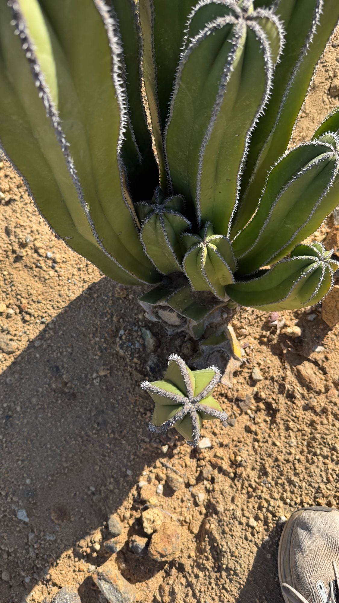Base of the Mexican Fence Post clump with new pups