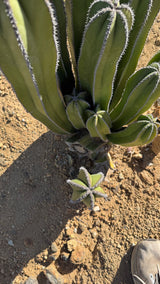 Base of the Mexican Fence Post clump with new pups